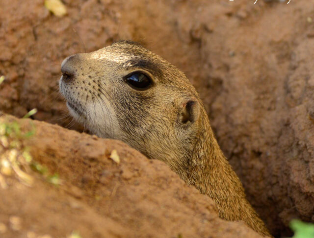 Utah Prairie Dog Emerging from Burrow Close Up Wildlife Wallpaper