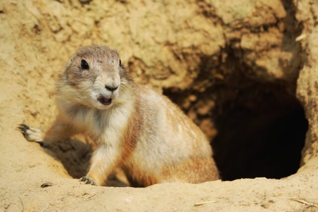Utah Prairie Dog Emerging from Burrow Natural Wildlife Wallpaper