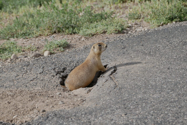 Utah Prairie Dog Emerging from Roadside Burrow in Natural Habitat Wallpaper