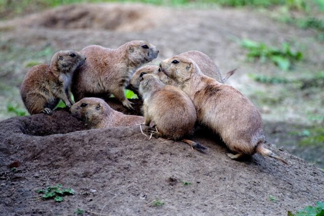 Utah Prairie Dog Group Gathering on Earth Mound Natural Wildlife Wallpaper