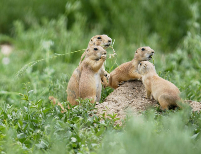 Utah Prairie Dog Group in Natural Green Habitat Wallpaper