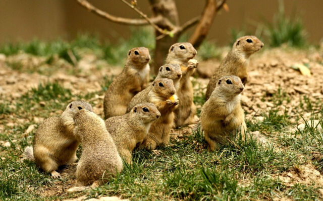 Utah Prairie Dog Group in Natural Habitat Wildlife Wallpapers