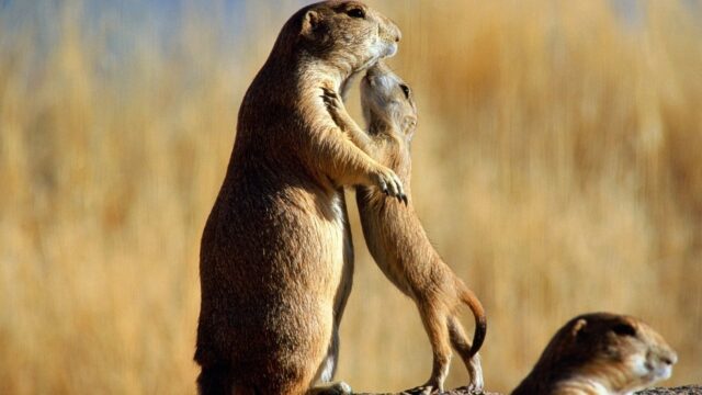 Utah Prairie Dog Mother and Pup Interaction in Natural Habitat Wallpaper