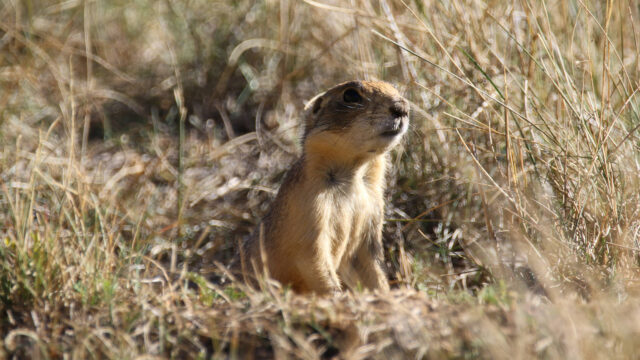 Utah Prairie Dog Sitting in Dry Grass Natural Habitat Wallpaper