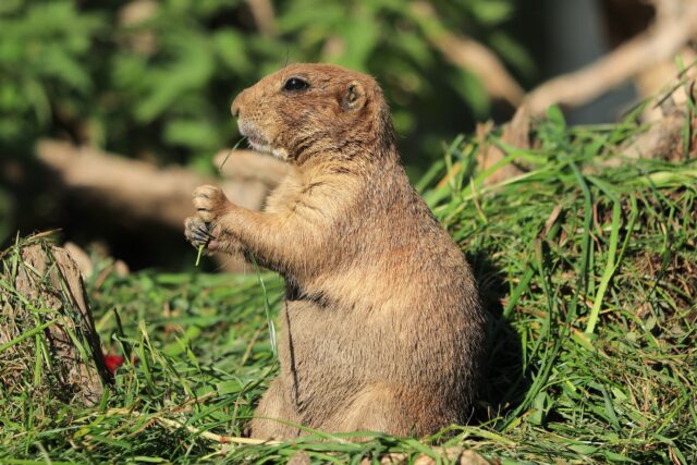 Utah Prairie Dog Sitting in Green Grass Natural Wildlife Wallpaper