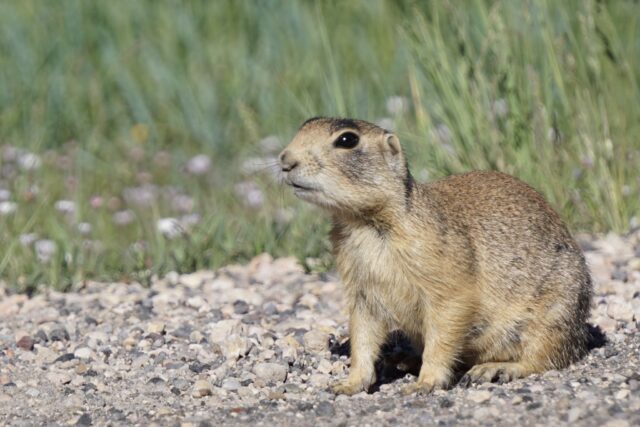 Utah Prairie Dog Sitting on Rocky Ground Wildlife Wallpaper