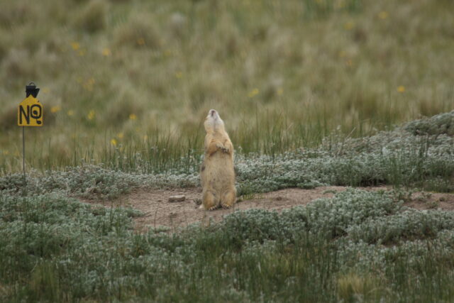 Utah Prairie Dog Standing Alert in Natural Grassland Habitat Wallpaper