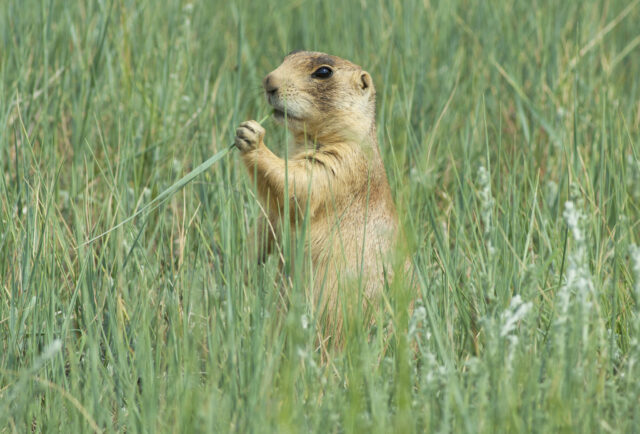 Utah Prairie Dog Standing Among Green Grass Natural Wildlife Wallpaper