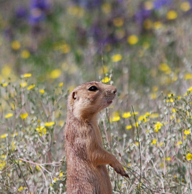 Utah Prairie Dog Standing Among Wildflowers in Natural Habitat Wallpaper