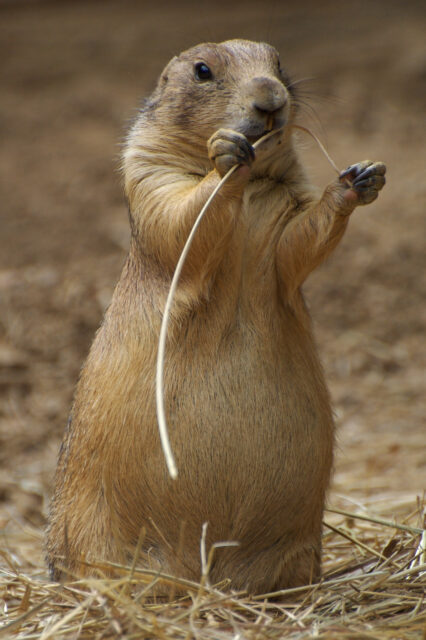Utah Prairie Dog Standing and Holding Grass in Natural Habitat Wallpaper