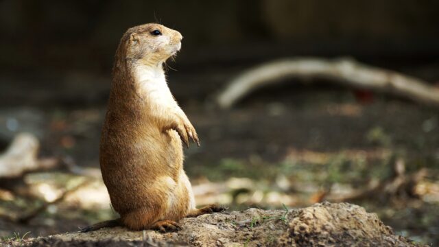 Utah Prairie Dog Standing on Dirt Natural Habitat Wallpaper