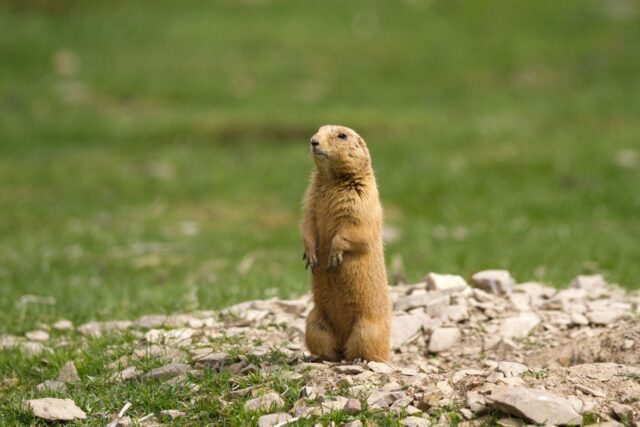 Utah Prairie Dog Standing on Rocky Ground Green Grass Background Wallpaper