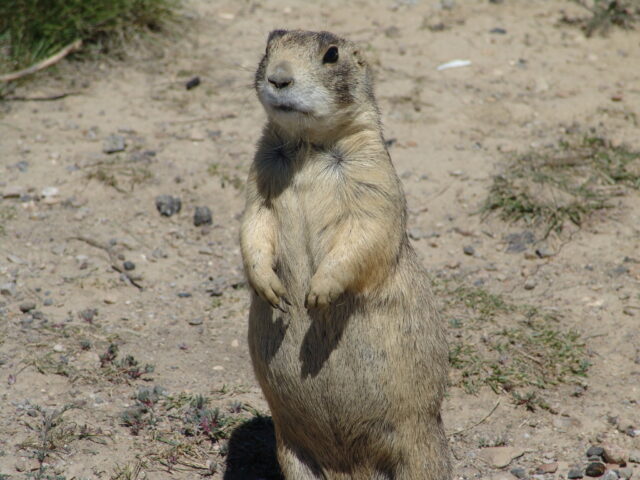 Utah Prairie Dog Standing on Rocky Ground Natural Wildlife Wallpaper