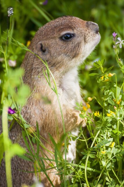 Utah Prairie Dog in Natural Green Habitat Close Up Wallpaper