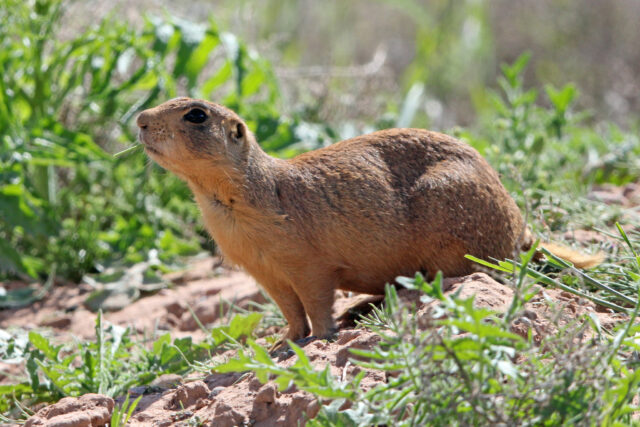 Utah Prairie Dog in Natural Habitat High Resolution Wallpaper