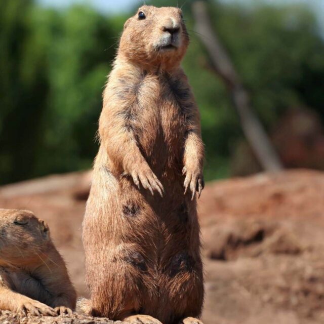 Utah prairie dog standing alert in natural habitat wallpaper background