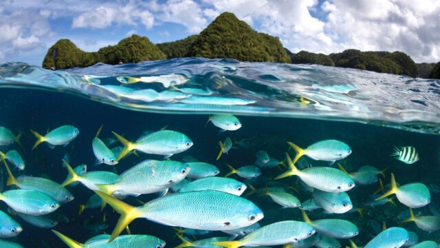 Vibrant Palau Ocean Scene With Colorful Fish