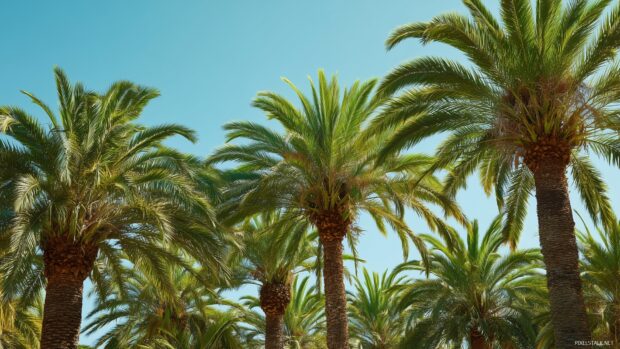 Vibrant palm tree backgrounds, a lively scene of bright green palm trees under a clear sunny sky, perfect for relaxation.