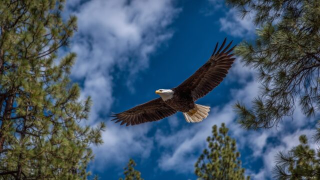 Wildlife Images Wallpaper For Desktop, A Majestic Bald Eagle Soaring High Above Pine Forests With A Bright Blue Sky