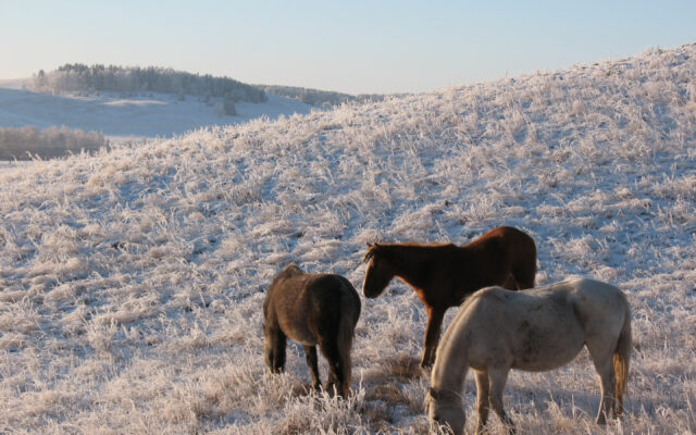 Winter Landscapes Of Kazakhstan With Grazing Horses