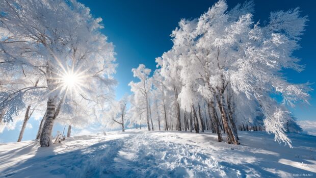 Winter wallpapers, a vibrant winter wonderland filled with sparkling snow covered trees and a clear blue sky.