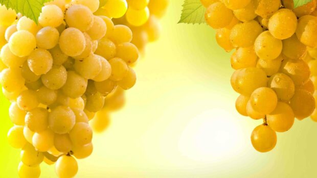 A close up view of yellow grape clusters covered with morning dew and sunlight, 4K Desktop Wallpaper