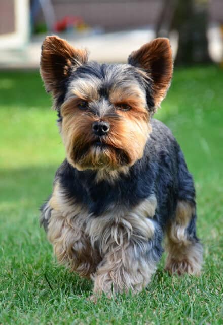 Yorkshire Terrier Standing on Green Grass Cute Small Dog Wallpaper
