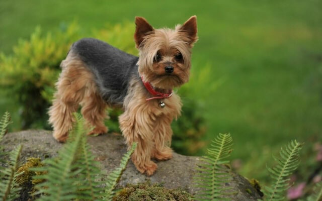 Yorkshire Terrier Standing on Rock in Green Garden Background Wallpaper