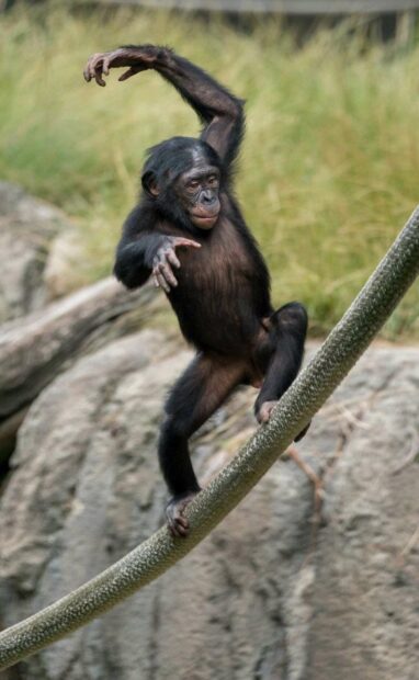 A young bonobo is climbing a rope with its arms stretched out in a natural environment, HD Phone Wallpaper