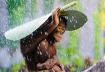 A young bonobo is using a large leaf to shield itself from heavy rain in a lush green environment, 4K Desktop Wallpaper