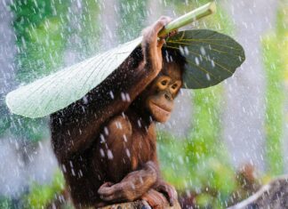 A young bonobo is using a large leaf to shield itself from heavy rain in a lush green environment, 4K Desktop Wallpaper
