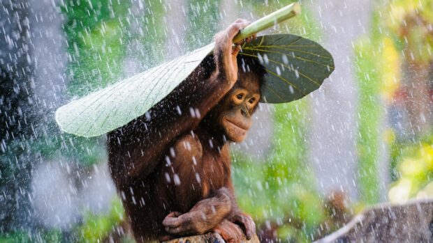 A young bonobo is using a large leaf to shield itself from heavy rain in a lush green environment, 4K Desktop Wallpaper