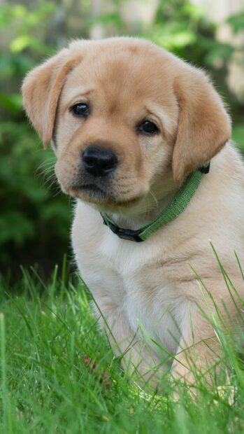 A close up of a Labrador puppy with a green collar sitting in the grass looking curious, HD Phone Wallpaper