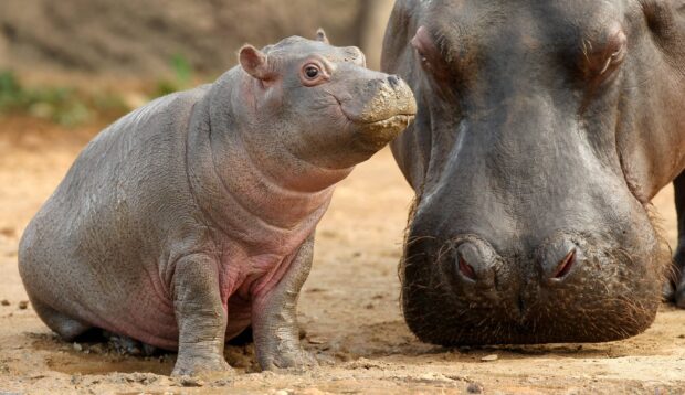 A baby hippopotamus sits near an adult hippopotamus on the ground, 2K Desktop Wallpaper