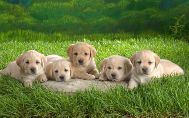Five baby puppies are lying close together on the grass in a garden, HD Desktop Wallpaper
