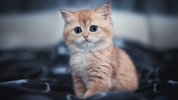 A ginger kitten with big blue eyes is sitting on a soft dark blanket, 4K Desktop Wallpaper