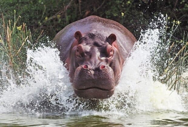 A hippopotamus charges through a river creating large splashes in the wild, HD Desktop Wallpaper
