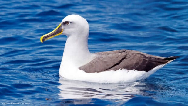 An albatross floats peacefully on the calm blue ocean water, Albatross HD Desktop Wallpaper