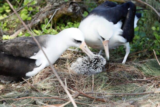 Two albatross birds are seen caring for their chick in a natural nest setting, 2K Desktop Wallpaper
