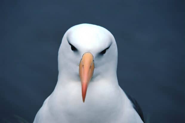 A close up of an albatross showing its sharp eyes and beak, 2K Desktop Wallpaper