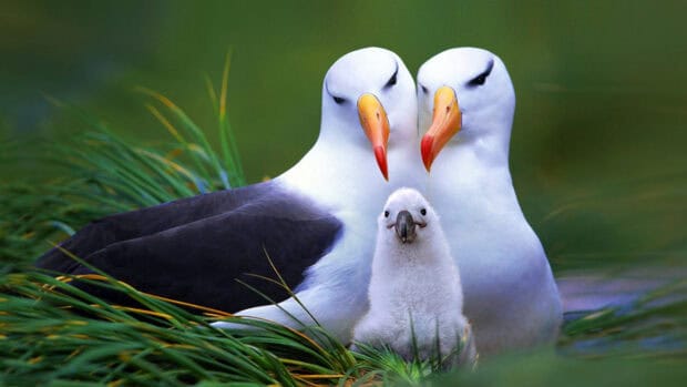 A pair of albatross birds with their chick surrounded by green grass, 4K Desktop Wallpaper