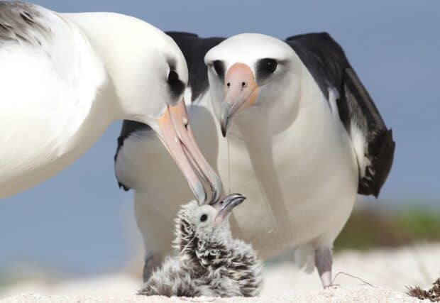 An albatross feeding its chick with care in a natural setting, 2K Desktop Wallpaper
