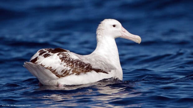 A white and brown albatross floats calmly on deep blue ocean water, HD Desktop Wallpaper