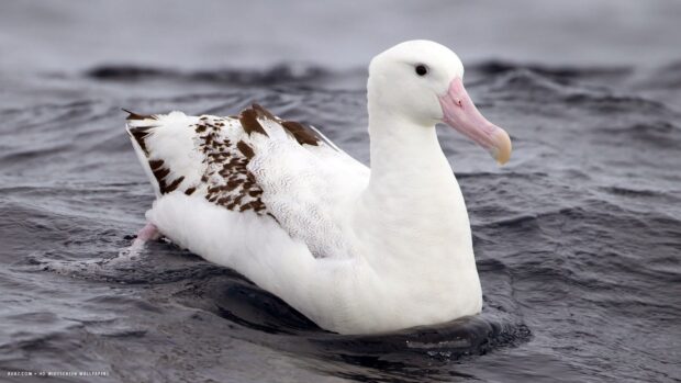 A white albatross is floating calmly on the dark ocean water, displaying beautiful feathers, HD Desktop Wallpaper