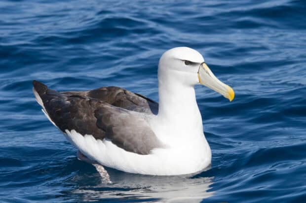 An albatross floats calmly on the blue ocean water, HD Desktop Wallpaper