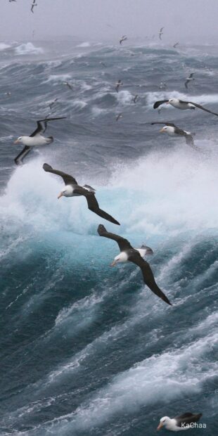 Several albatross birds are flying above rough ocean waves during a storm, HD Phone Wallpaper