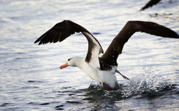 An albatross is captured lifting off the sea surface with wings spread, 2K Desktop Wallpaper