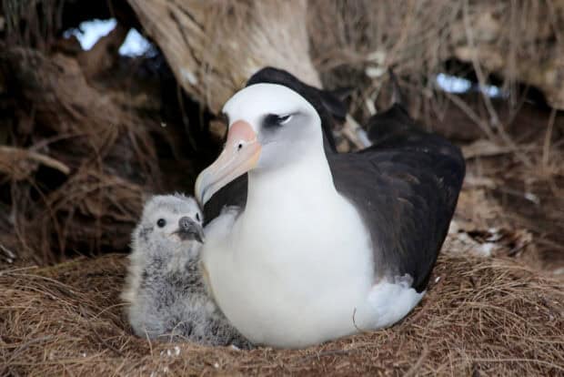 An albatross is resting beside its chick in a cozy nest, HD Desktop Wallpaper