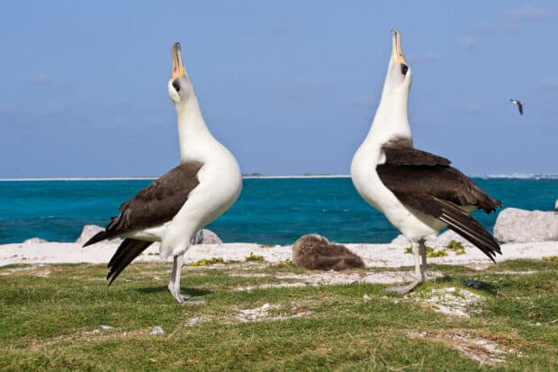 Two albatross birds are standing on grass near the sea shore under the blue sky, HD Desktop Wallpaper