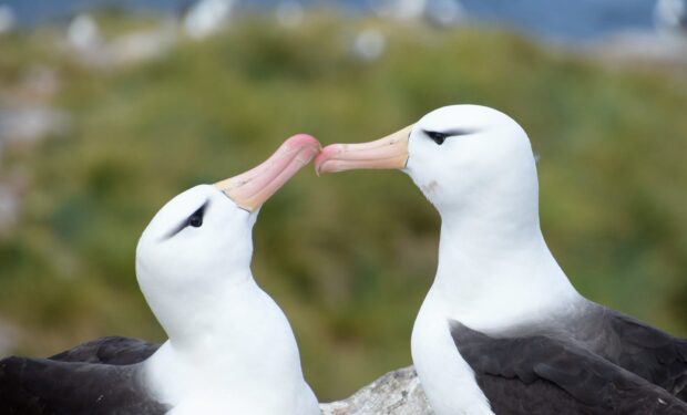 Two albatross birds are gently touching their beaks in a natural setting, HD Desktop Wallpaper